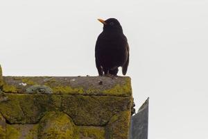 blackbird sits on a roof photo