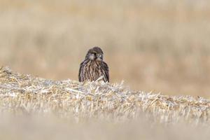 kestrel perches on a harvested wheat field in summer photo