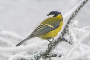 a Great tit sits on snowy branches in cold winter time photo