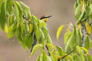 bee-eater sits on a branch photo