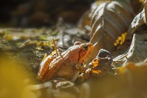 an brown frog sits in a deciduous forest photo