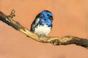 a turquoise tanager sits on a branch in the sun photo