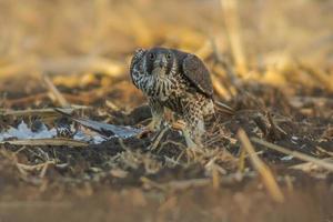 peregrine falcon sits on a harvested wheat field and eats its prey photo