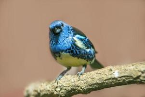 a turquoise tanager sits on a branch in the sun photo