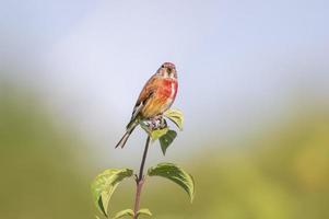 a linnet sits on a branch in spring photo