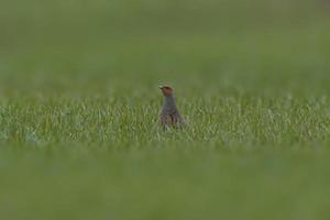 a small partridge looks out of a green wheat field in spring photo