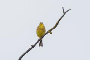 yellowhammer sits on a branch and enjoys the sun photo