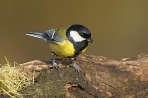 a great tit sits on a branch in spring photo