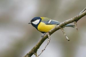 a great tit sits on a branch in spring photo