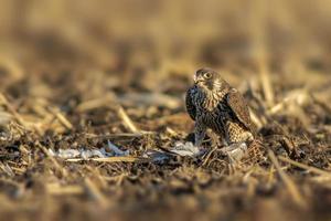 peregrine falcon sits on a harvested wheat field and eats its prey photo