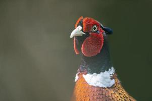 a portrait of a pheasant rooster photo