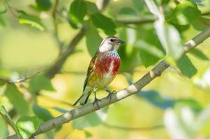 a linnet sits on a branch in spring photo