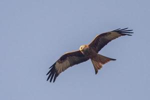 red kite flies in the blue sky looking for prey photo