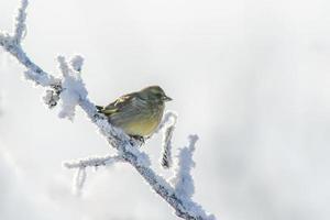 a greenfinch sits on a snowy branch in the cold winter photo