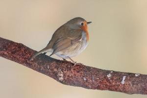 Robin se sienta en un rama y toma el sol en invierno foto