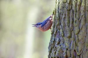 trepatroncos se sienta en un árbol maletero y mira para comida foto