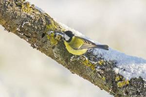 a Great tit sits on snowy branches in cold winter time photo