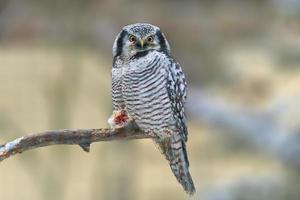 hawk owl sits on a branch and eats its prey photo