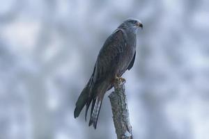 black kite sits on a branch and looks for prey photo