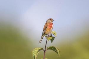 a linnet sits on a branch in spring photo