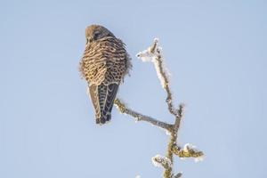 kestrel perches on a snowy branch on a tree in winter photo