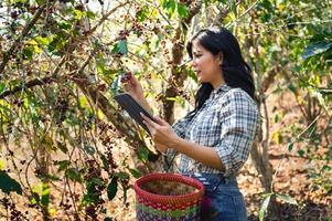 asiático mujer utilizar tecnología a estudiar con encontrar información crudo café frijoles en granja foto