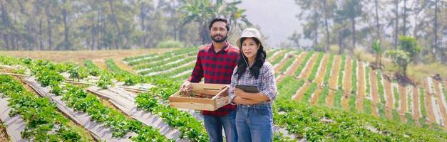 joven Pareja jardinero cosecha fresa a granja campo foto