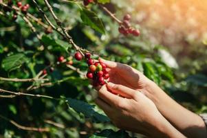 close up agriculture hand picking up raw coffee bean on tree in farm photo