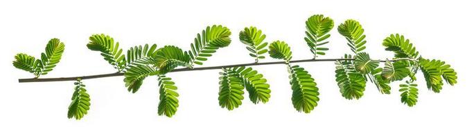 green leaf isolated on white background photo