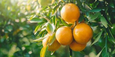 Fresh oranges on tree in farm that are about to harvest with sunshine