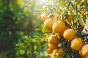 Fresco naranjas en árbol en granja ese son acerca de a cosecha con Brillo Solar foto