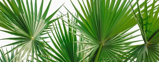 palm leaf isolated on white background photo