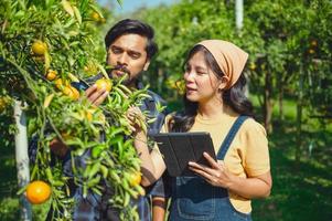 Pareja jardinero trabajando en naranja granja y utilizando digital tableta con biotecnología examinando naranja en árbol foto