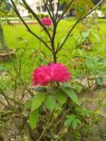 hermosa Rosa jardín con arboles foto