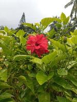 hermosa Rosa jardín con arboles foto