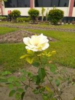 Beautiful Rose garden with trees photo