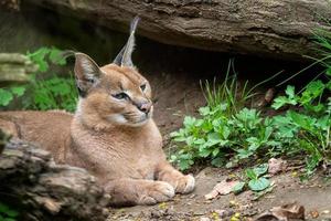 Portrait desert cats Caracal or African lynx with long tufted ears