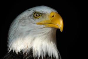 retrato de un calvo águila con un abierto pico aislado en negro fondo, Haliaeetus leucocéfalo foto