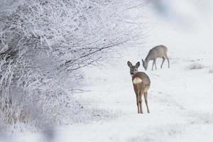 Roe deer in a snowy forest. Capreolus capreolus. Wild roe deer in winter nature.