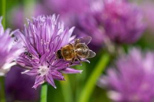 Honey bee collecting nectar from chives plant blossom. photo