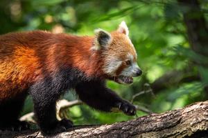 Red panda on the tree. Cute panda bear in forest habitat. Ailurus fulgens photo