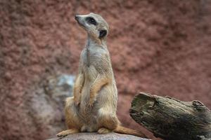 suricata en pie en un guardia. curioso suricata, suricata suricatta foto