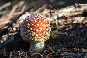 Amanita Muscaria in autumn. Fly agaric in a autumn forest. Poisonous mushroom. photo