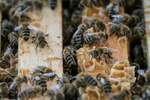 Close up view of the open hive showing the frames populated by honey bees. Bees in honeycomb. photo