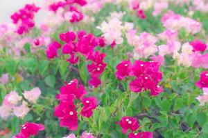 beautiful Bougainvillea flower for wallpaper texture and background,soft focus photo