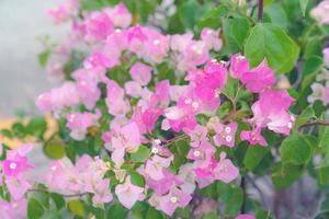 beautiful Bougainvillea flower for wallpaper texture and background,soft focus photo