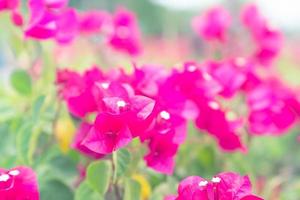 beautiful Bougainvillea flower for wallpaper texture and background,soft focus photo