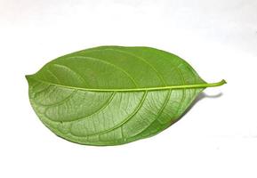 Jackfood green leaf isolated on white photo