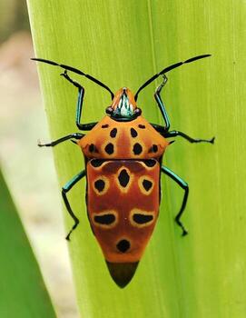 a stink bug perched on a leaf photo