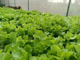 picture of vegetables in the nursery photo